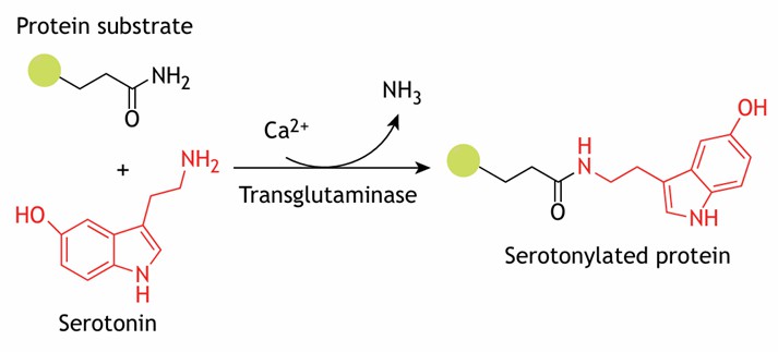 Advancements in Protein Methylation Research